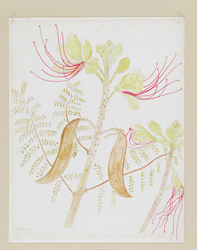 Plant Drawing by Cedric Morris