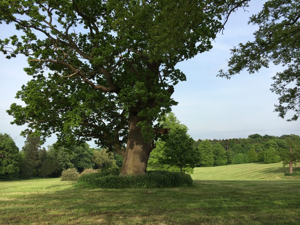 An image taken at the Auberies estate just outside of Sudbury in Suffolk. It depicts the large tree in which Mr and Mrs Andrews were painted in front of by Thomas Gainsborough.