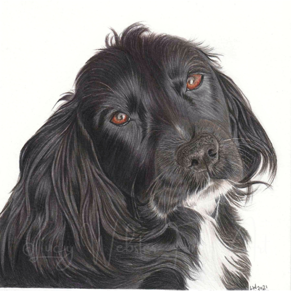 Dog-Portrait