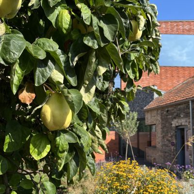 An image of the quincetree in the Gainsborough's House walled-gardens. The new galleries can be seen in the background with a bright blue sky.