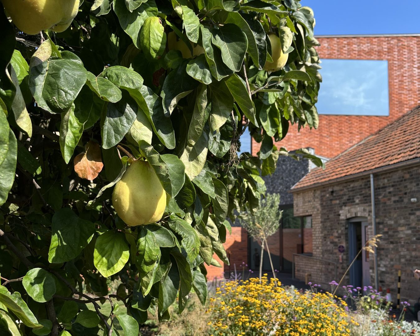 An image of the quincetree in the Gainsborough's House walled-gardens. The new galleries can be seen in the background with a bright blue sky.