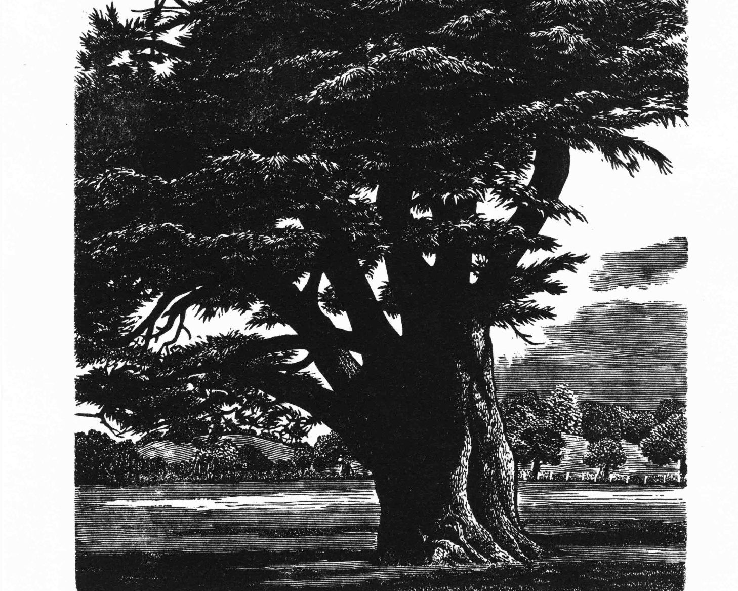An image of print wood engraving in black ink of a large cedar tree.