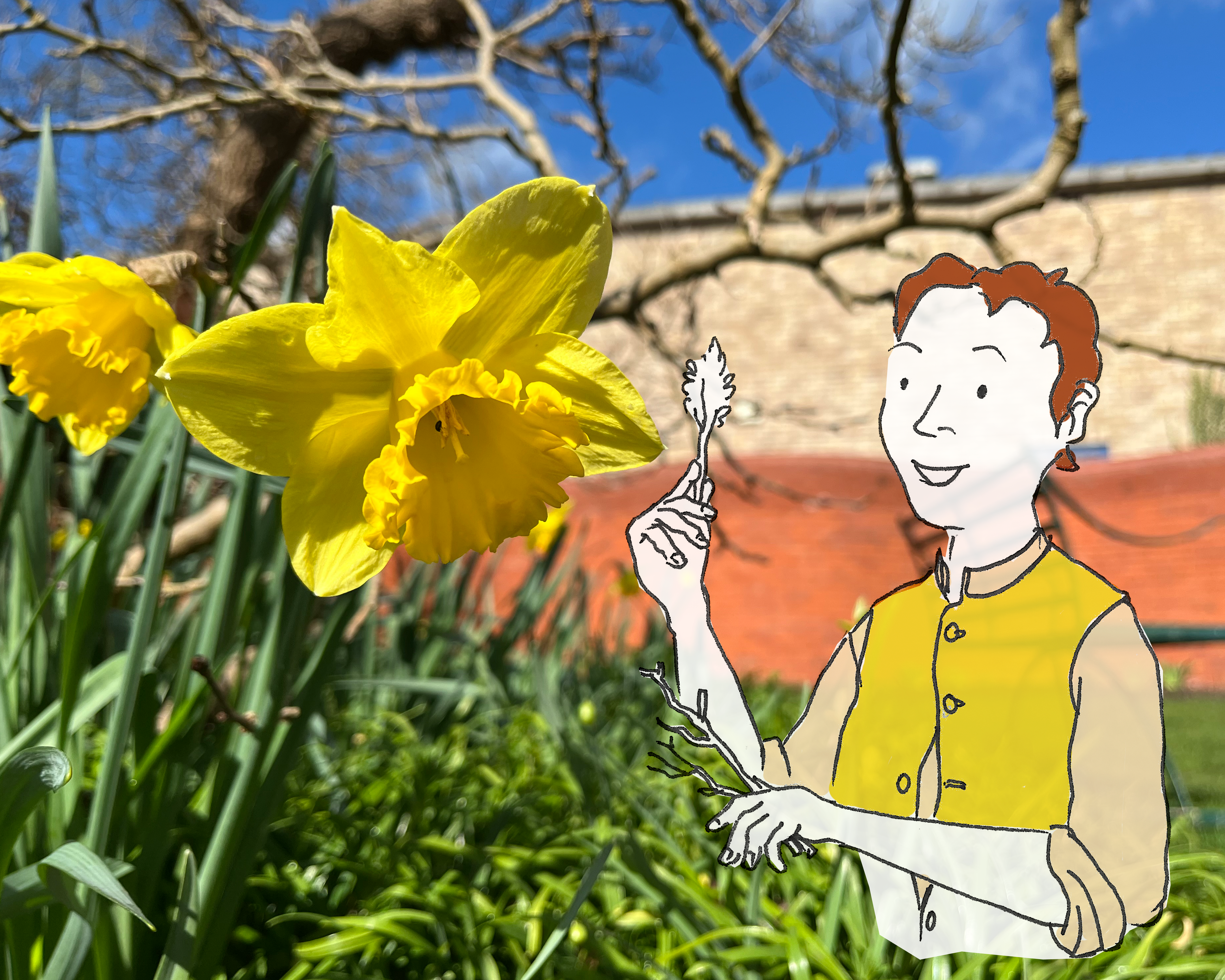 An image taken in the Gainsborough's House garden. It shows a sprouting daffodil with an overlayed character illustration of Thomas Gainsborough.