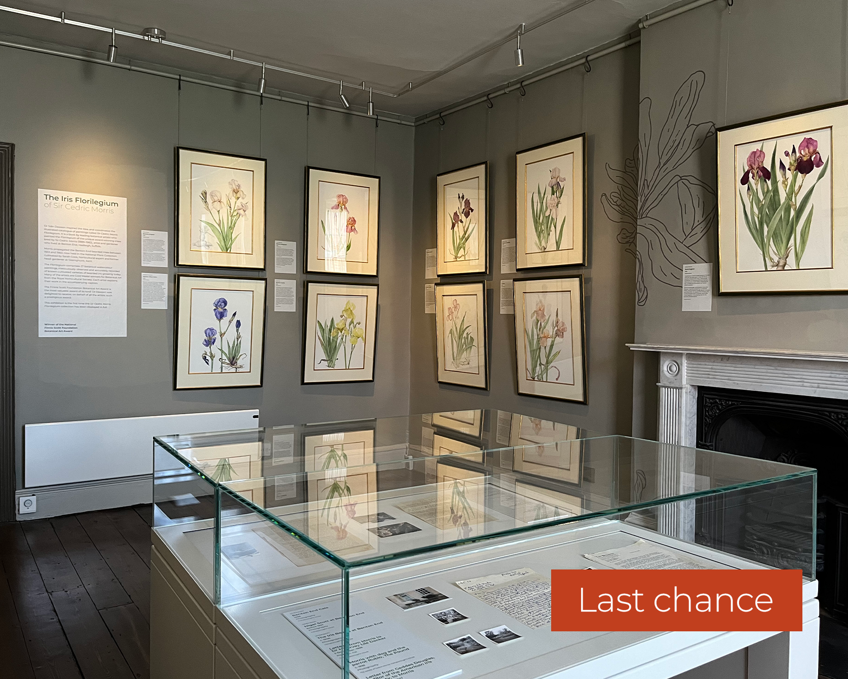 An image of The Iris Florilegium of Sir Cedric Morris in the David Pike Drawings Gallery at Gainsborough's House. There are various botanical art illustrations in frames on the wall. There is a red rectangle overlayed In the bottom right corner which reads: Last chance.