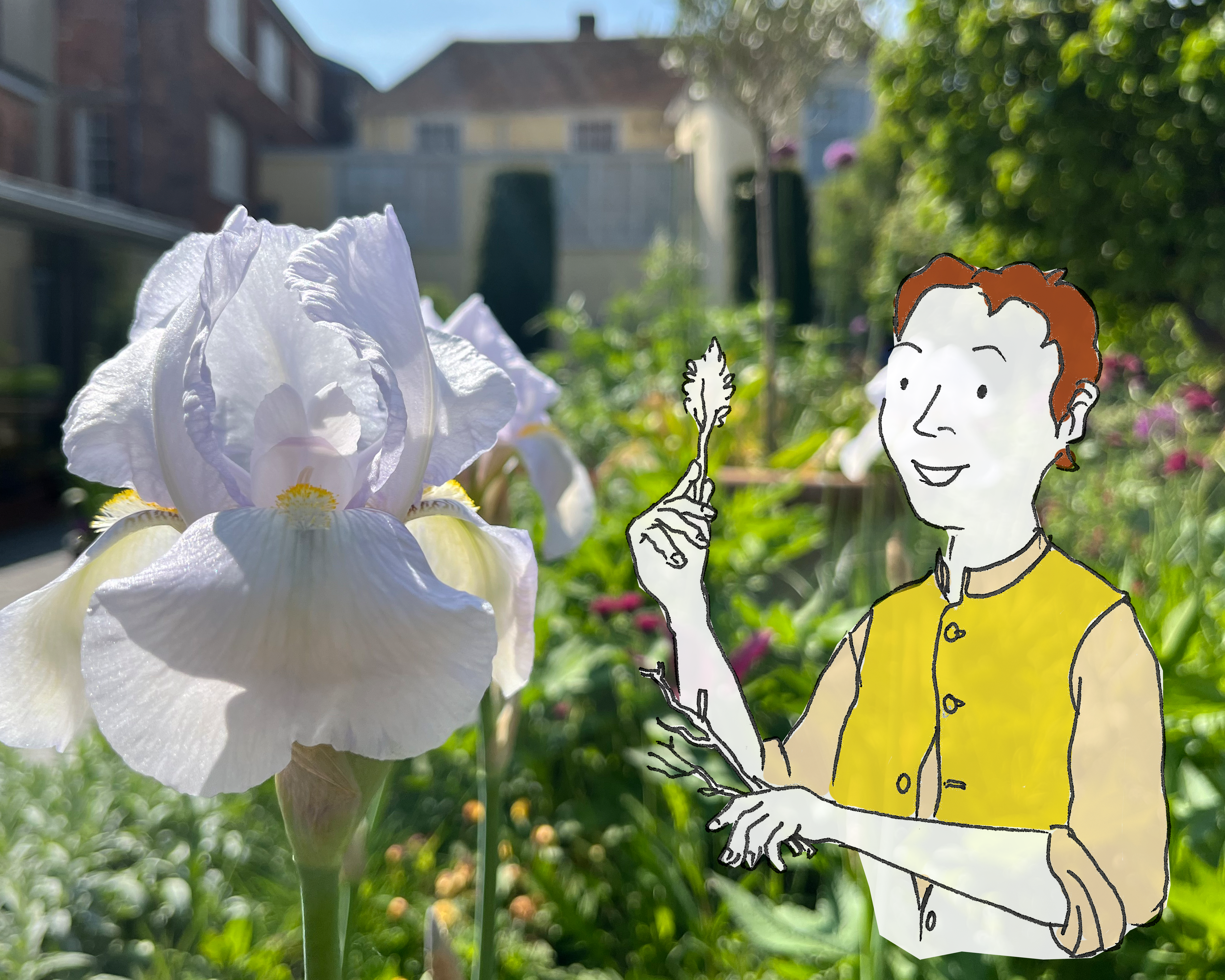An image taken in the Gainsborough's House garden of a white bearded iris. Overlayed to the right is a character illustration of Thomas Gainsborough.